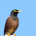 Common myna