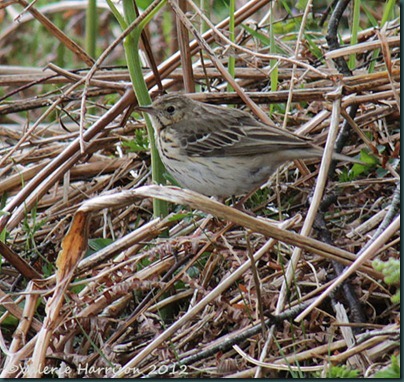 54-Meadow-Pipit