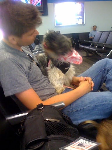 The airport was full of new exciting sounds and smells. The airport was full of new exciting sounds and smells.