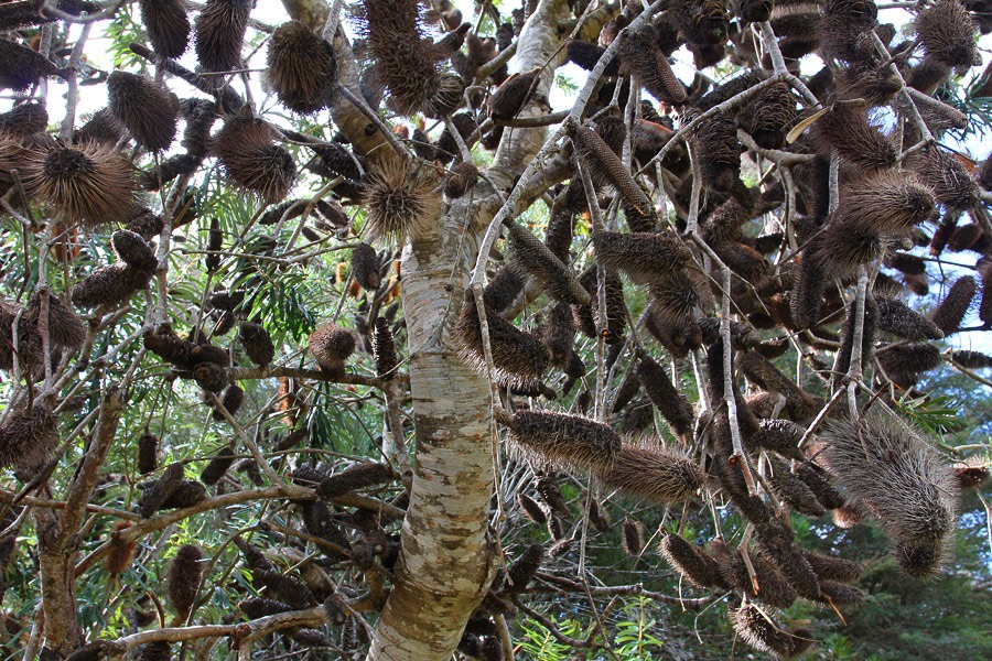 [120211_UCSC_Arboretum_Banksia-marginata%255B2%255D.jpg]