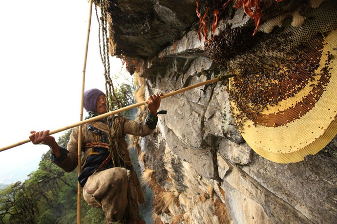  طريقة استخراج العسل في دولة النيبال. Honey-hunters-nepal-26%255B4%255D