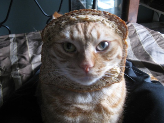 [breaded-cats-2%255B2%255D.jpg]