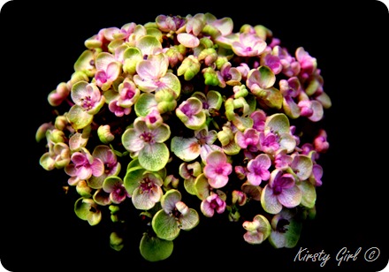 IMG_2358 IMG_2358