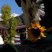 erntedank08No1.jpg