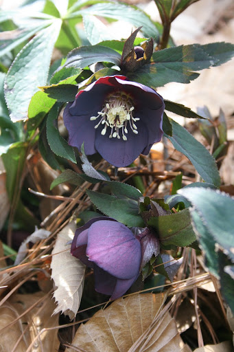 Hellebores range from white to nearly black. They're a wonderful addition to our year-round gardens, with particular interest in the winter when they bloom.