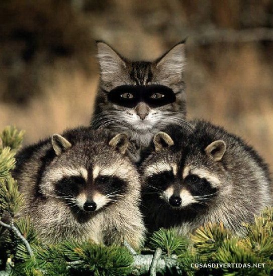 [COSASDIVERTIDAScamuflajeanimal52.jpg]