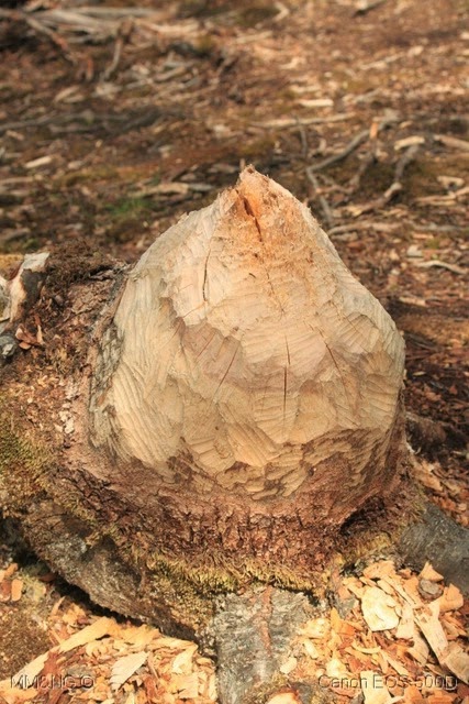 [IMG_7074%255B10%255D.jpg]