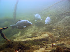 Carp: the three large carp assemble in their favourite place