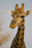 Giraffe - Etosha, Namibia