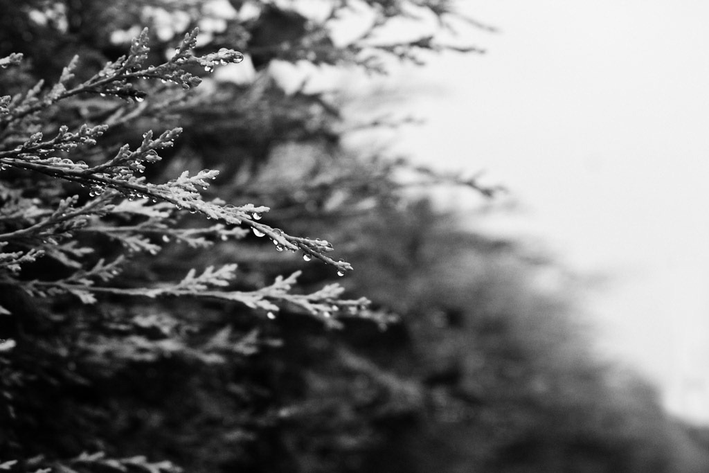 [Wet-Hedge%255B4%255D.jpg]