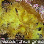 Parazoanthus-gracillis.jpg
