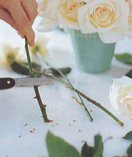 If you buy roses from a florist, they probably will have already been shorn of their thorns. At home, it is best to pare them with a sharp knife, working from the top down, because it puts less stress on the stem. Or use a stem stripper. (The Best of Martha Stewart Living -- Arranging Flowers)
