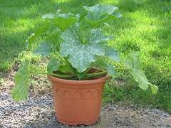 courgette en pot