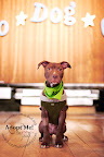The definition of cute...
Lincoln won crowd's pick for Best in Show! Lincoln is looking for a loving home through Rescue-a-Bull.org The definition of cute...
Lincoln won crowd's pick for Best in Show! Lincoln is looking for a loving home through Rescue-a-Bull.org