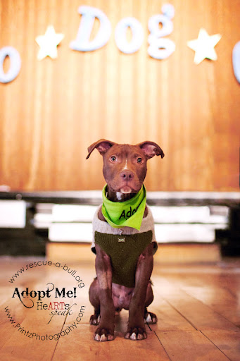 The definition of cute...
Lincoln won crowd's pick for Best in Show! Lincoln is looking for a loving home through Rescue-a-Bull.org The definition of cute...
Lincoln won crowd's pick for Best in Show! Lincoln is looking for a loving home through Rescue-a-Bull.org