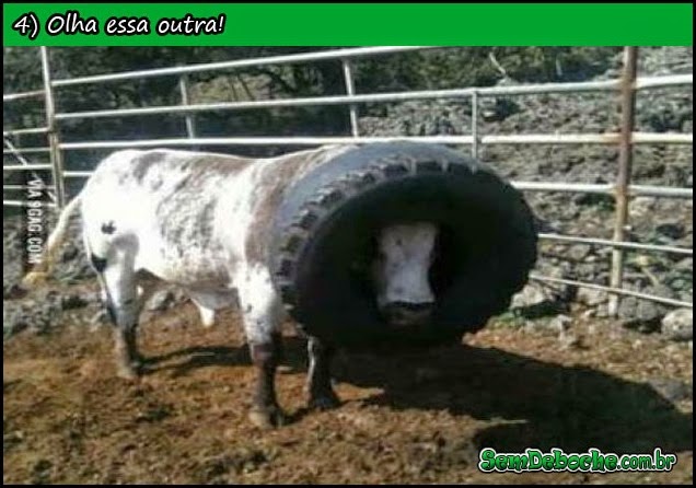 VACA LOCA! VACA LOCA!
