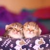 I cuccioli di Bijoux1.JPG
