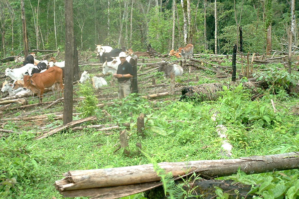 Cattle in Nicaragua's Bosaw&aacute;s Biosphere Reserve. Invading land speculators and peasants have destroyed 150,000 hectares (370,000 acres) of rainforest in the reserve, according to the Mayangna and Miskito indigenous peoples who call this forest home. Photo: Independent Mayangna Nation of Nicaragua