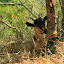 Lots of goats that really need to go on a wander!