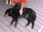 Pet First Aid Part 3