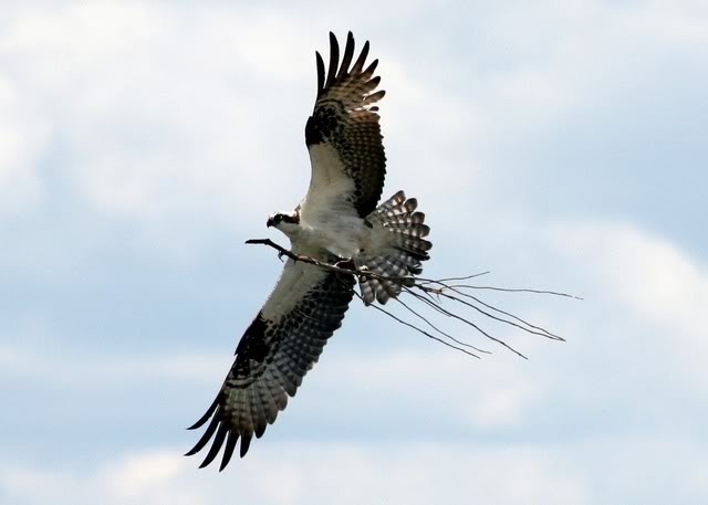 [Osprey%255B3%255D.jpg]