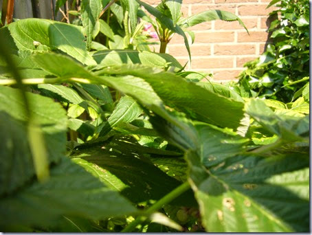 tuin-4 tuin-4