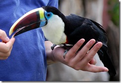 aviary4