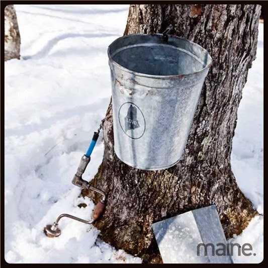 maple_sunday maple_sunday