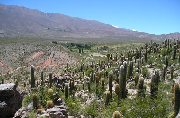 [tafi_cardones-amaicha-del-valle%255B8%255D.jpg]