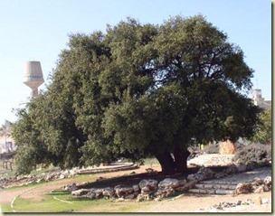 Alon_Gush_Etzion