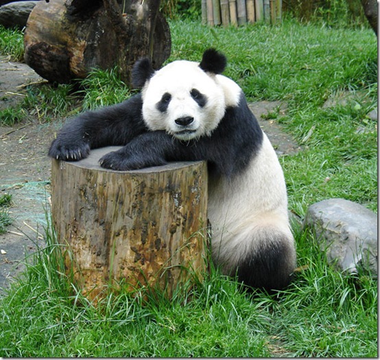 animals-worried-face-24