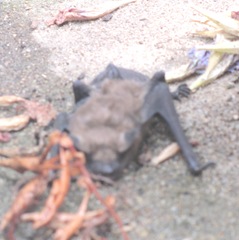 bat3