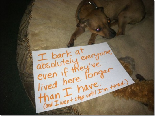 dog-shaming-bad-20
