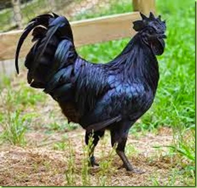 black chicken