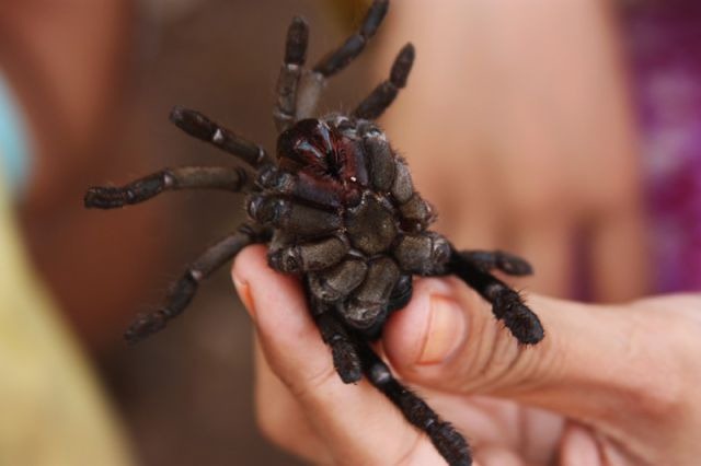[spider-food-cambodia-8%255B2%255D.jpg]