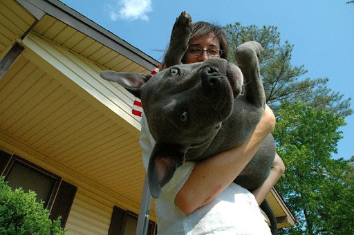 Elizabeth and adopted pittie Trip, carefree at home. Trip's stressful days of hoping to be rescued are now a distant memory! Elizabeth and adopted pittie Trip, carefree at home. Trip's stressful days of hoping to be rescued are now a distant memory!