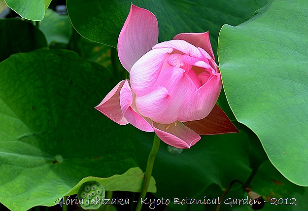 Glória Ishizaka - Flor de Lótus -  Kyoto Botanical Garden 2012 - 4