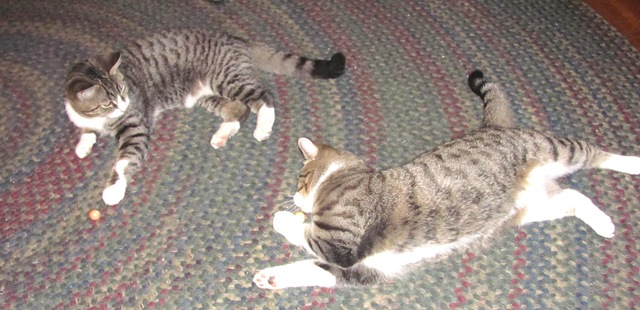 [12.2012%25202%2520kitties%2520playing%2520with%2520a%2520cranberry%255B3%255D.jpg]