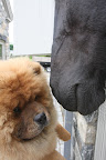 Come a little closer and I'll tell you what I know about the donkeys.