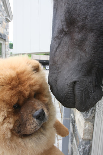 Come a little closer and I'll tell you what I know about the donkeys.