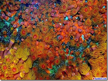 australia corales (19)