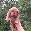IcyxGertie-puppies-15-days.jpg-003.jpg