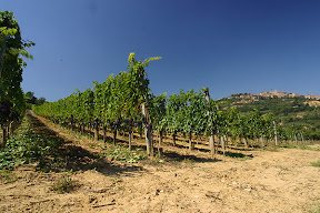 montepulciano Wijnreizen