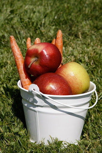 We collected an assortment of apples and carrots to feed to the donkeys.
