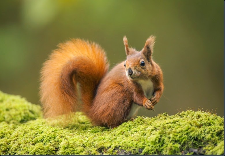 RED Squirrel_2470