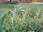 The emerging fronds of fern say spring like nothing else does! The yellow buttercups surrounding them are Ranunculus ficaria - a pretty plant but very invasive in some areas, so don't add this one to your springtime fairytale!