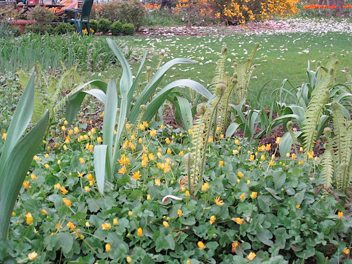 The emerging fronds of fern say spring like nothing else does! The yellow buttercups surrounding them are Ranunculus ficaria - a pretty plant but very invasive in some areas, so don't add this one to your springtime fairytale!