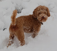 Red Labradoodle Sire Bodi