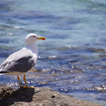 DSC00816.JPG