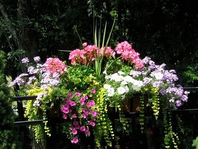 [window-box55.jpg]
